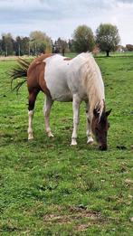 Drachtige Paint Horse merrie, Dieren en Toebehoren, Merrie, Minder dan 160 cm, Met stamboom, Niet van toepassing