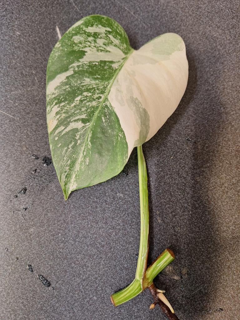 Monstera variegata stek, Ophalen of Verzenden, Halfschaduw, Minder dan 100 cm