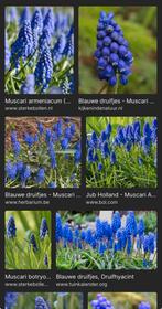 Blauwe Druifjes Bollen - Muscari, Ophalen of Verzenden, Najaar, Volle zon, Bloembol
