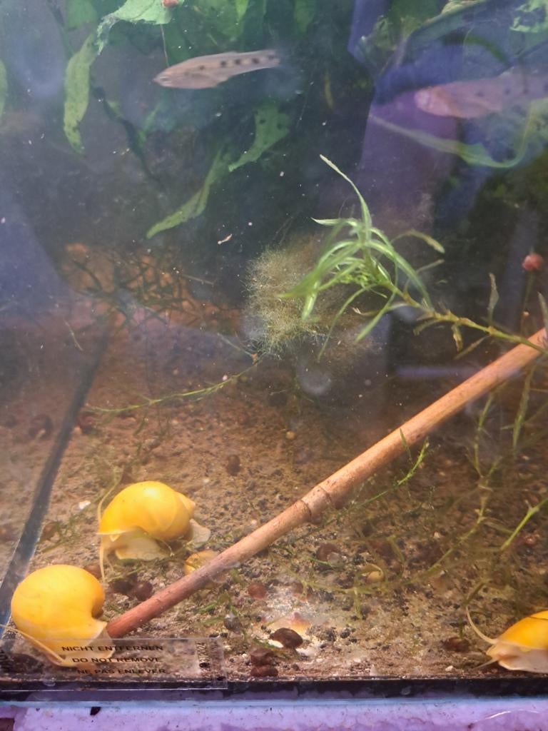 Yellow appelslakken, Vis