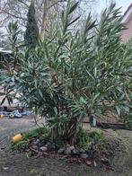 Grote Oleander (2 meter) - Zelf uitgraven, Tuin en Terras, Ophalen, Zomer, Vaste plant, Overige soorten