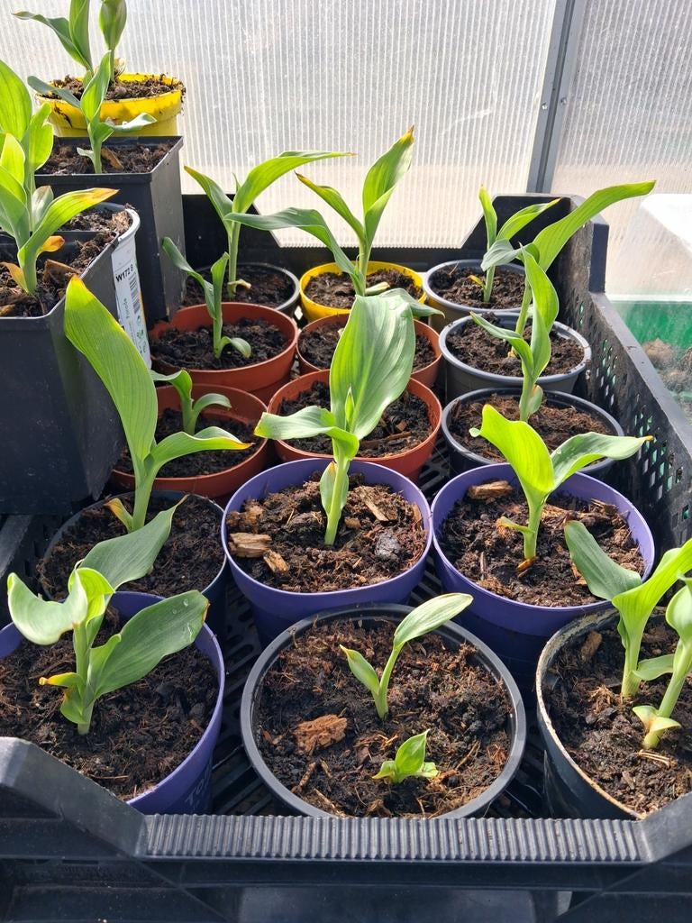 Jonge Canna Altensteinii plantjes, Tuin en Terras, Ophalen, Overige soorten, Volle zon