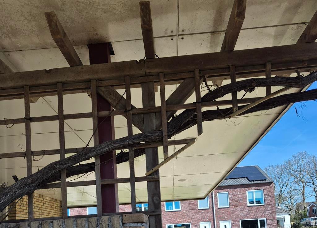 Druivenstruik rode zoete druiven, ongeveer 12 meter lang, Tuin en Terras, Planten | Bomen, Ophalen, Volle zon