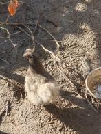 2 zijdehoen hennetjes usa aan de leg, Dieren en Toebehoren, Pluimvee, Vrouwelijk, Kip