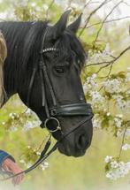 Lieve 17 jarige merrie., Dieren en Toebehoren, Merrie, Recreatiepaard