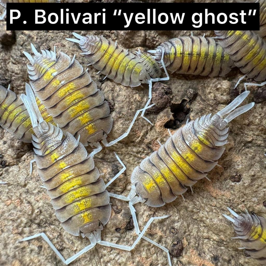 Porcellio bolivari "yellow ghost", Overige soorten