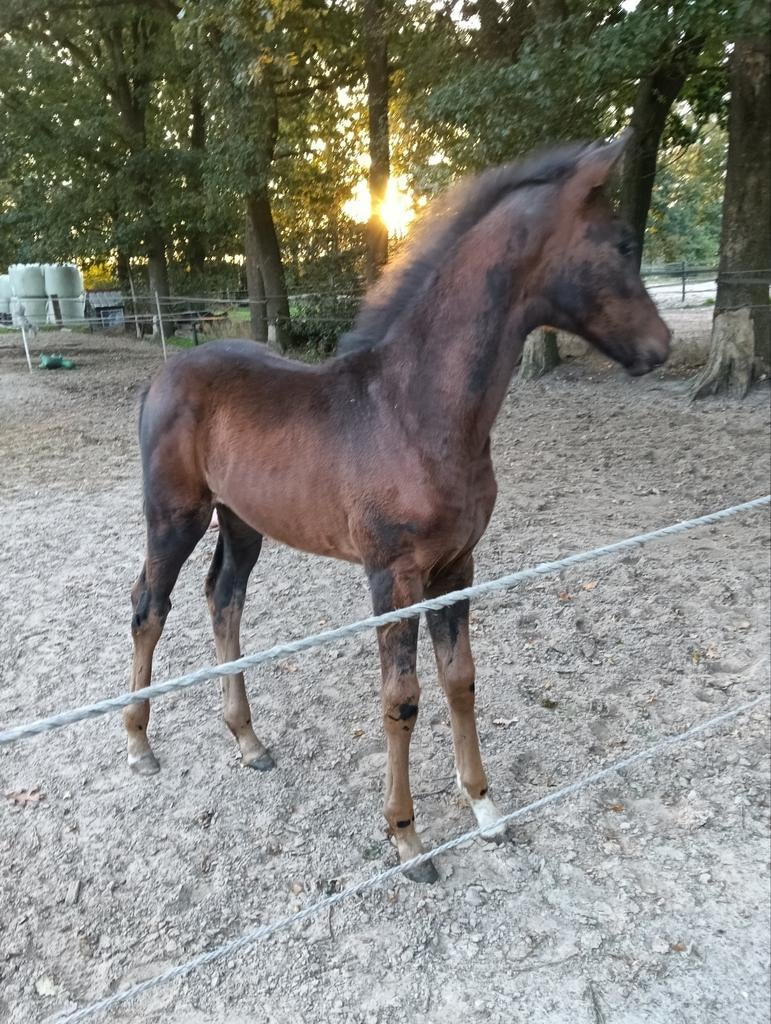 Zeer correct,mens gericht merrie dressuur veulen, Dieren en Toebehoren, Paarden, Merrie, Dressuurpaard, Met stamboom, 0 tot 2 jaar