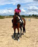 D-pony merrie, Dieren en Toebehoren, Pony's, Merrie, Met stamboom, Dressuurpony, Zadelmak