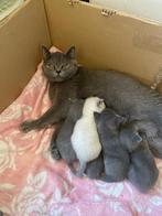 Britse korthaar kittens, Meerdere dieren, Ontwormd, 0 tot 2 jaar