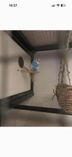 Grasparkiet. Lief vogeltje. Hand tam, Mannelijk, Parkiet, Tam