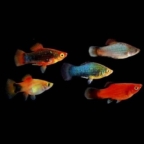 Platy mix, Dieren en Toebehoren, Vis