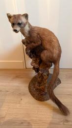 Opgezette Nederlandse boommarter, Ophalen, Zo goed als nieuw, Wild dier, Opgezet dier