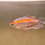 2x Congo Tetra, Dieren en Toebehoren, Vis, Zoetwatervis, Schoolvis