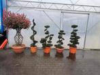 Ilex bonsai acer japense esdoorn taxus olijfboom laurier, Ophalen, Overige soorten, Struik, 100 tot 250 cm