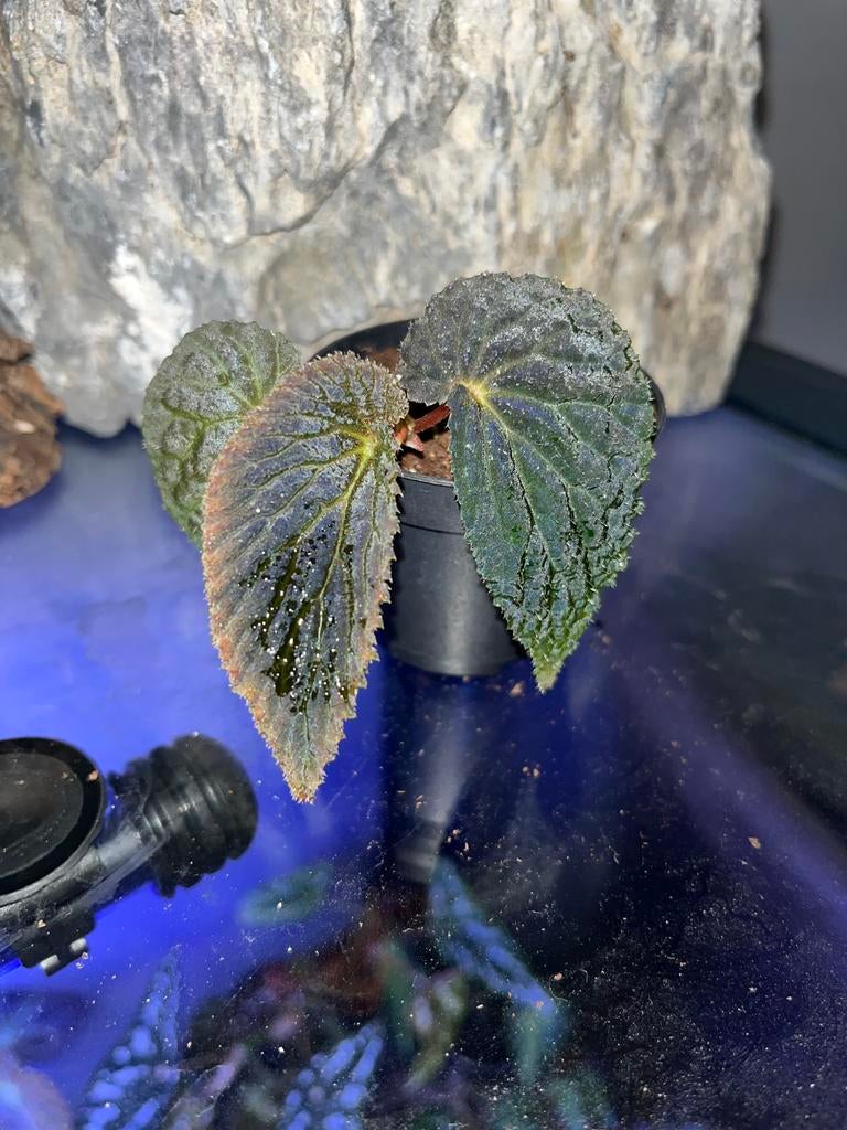 Begonia SP Borneo, Huis en Inrichting, Kamerplanten, Ophalen of Verzenden, Halfschaduw, Minder dan 100 cm