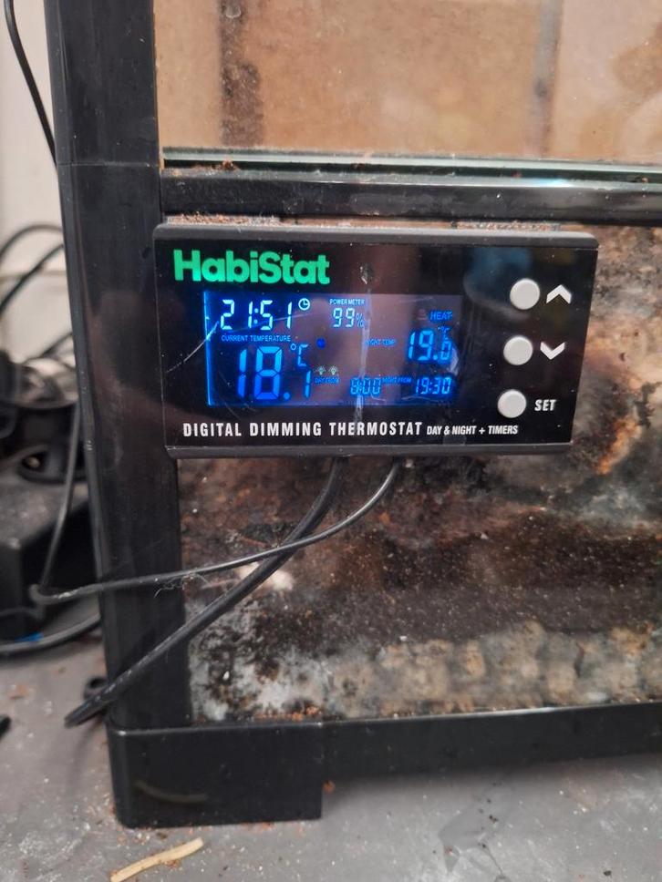 te koop jemen kameleon (Chamaeleo calyptratus) met terrarium Chameleon - female for sale from Swen Dorst