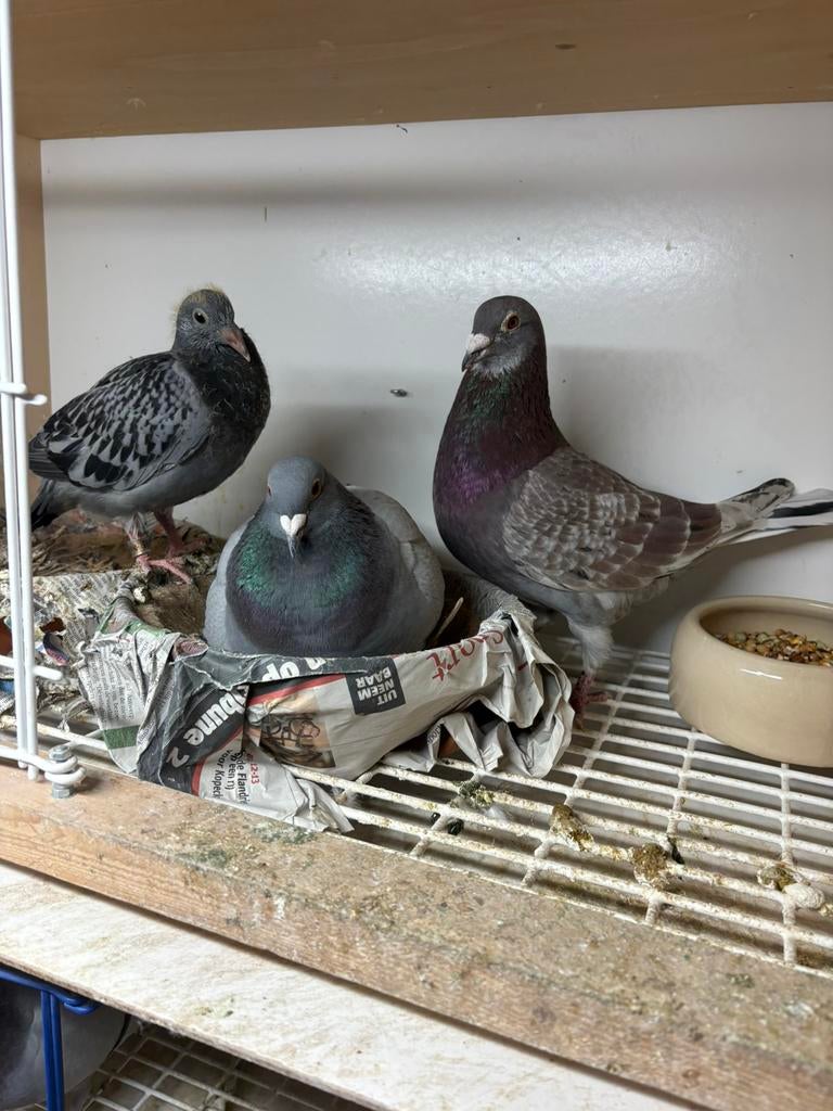 Te koop 38 jonge duiven wegens stopzetting, Dieren en Toebehoren, Vogels | Duiven, Postduif, Meerdere dieren