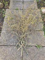 Flinke bos paastakken, Ophalen