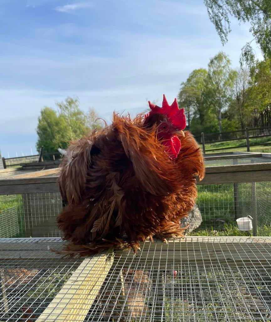 Cochin kriel krul haan, Dieren en Toebehoren, Pluimvee, Mannelijk, Kip