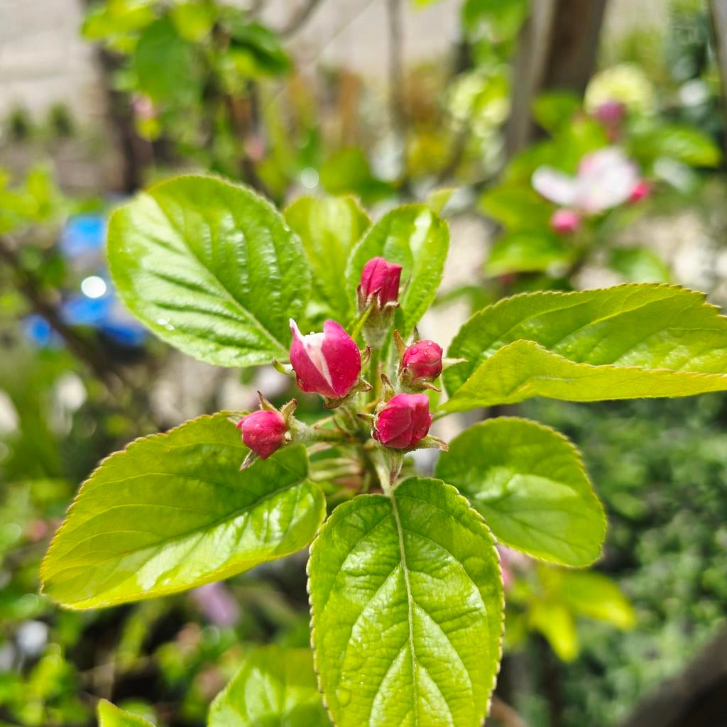 Bloeiende fruitbomen – grote oogst in eigen tuin!, Tuin en Terras, Planten | Fruitbomen, Lente, Ophalen