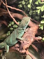 Wateragaam, Ophalen of Verzenden, Zo goed als nieuw