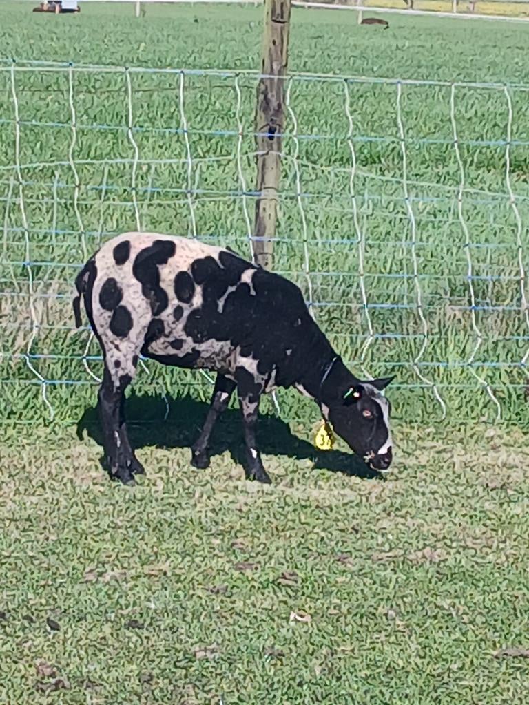 Zwartbonte schapen, Vrouwelijk, Schaap