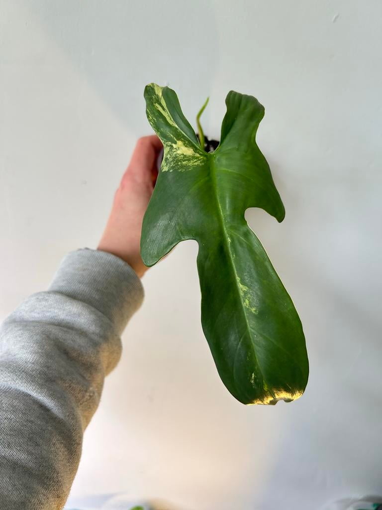 Philodendron bipennifolium variegata kopstek, Huis en Inrichting, Kamerplanten, Minder dan 100 cm, Halfschaduw, Ophalen of Verzenden