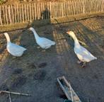 3 schitterende hagelwitte Ganzen van pas 9 maanden jong!, Dieren en Toebehoren, Pluimvee, Meerdere dieren, Gans of Zwaan