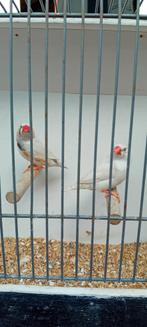 Koppel zebra vinken, Dieren en Toebehoren, Meerdere dieren, Tropenvogel