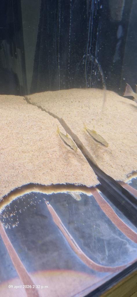 Siamese algeneter 10cm