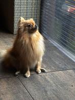 pomeranian, 1 tot 2 jaar, Teef, Eén hond, Nederland