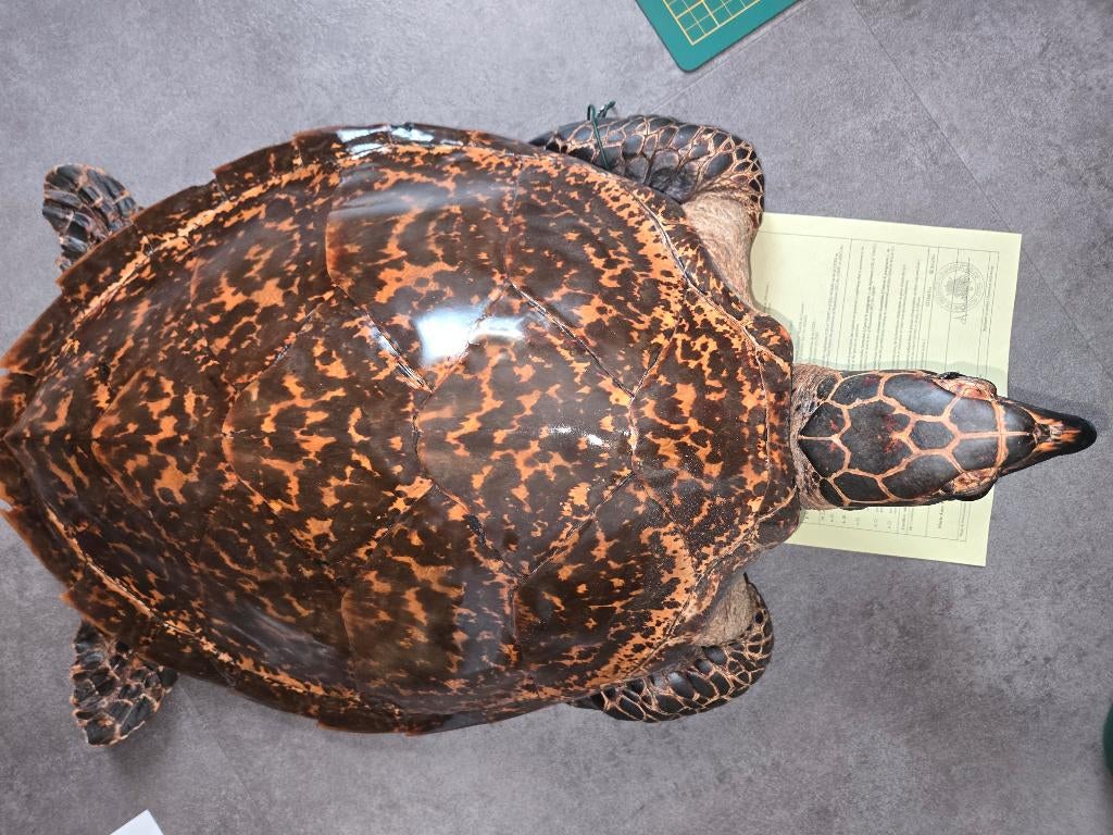 Opgezette schildpad taxidermie, Ophalen of Verzenden, Zo goed als nieuw, Reptiel of Amfibie, Opgezet dier