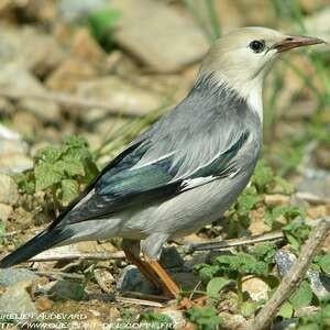 Silky spreeuw man, Mannelijk, Tropenvogel, Geringd
