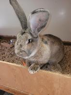 Raszuivere vlaamse reus, Dieren en Toebehoren, Konijnen, Mannelijk, Groot