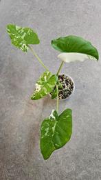 Alocasia Okinawa Silver Variegata, Ophalen of Verzenden, Halfschaduw, Minder dan 100 cm