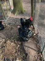 Te koop; broedeieren cochin kriel zwart wit gepareld, Dieren en Toebehoren, Geslacht onbekend, Kip