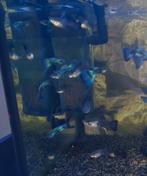 Blue Moscow guppen ( mannen), Vis