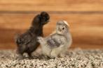 Zijdehoender kippen kuikens kriel | Gesekst en Ingeënt, Dieren en Toebehoren, Pluimvee, Vrouwelijk, Kip