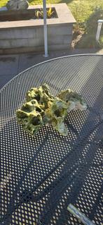 5 aquarium decoratie stenen, Ophalen, Gebruikt