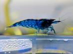 Neocaridina blue dream, Dieren en Toebehoren, Kreeft, Krab of Garnaal, Zoetwatervis