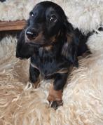 Twee schitterende langhaar Dwerg teefjes, Dieren en Toebehoren, Parvo, 8 tot 15 weken, Teef, Dwerg