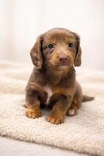 Dwergteckel pup Isabel langhaar, Cream Blond Blue korthaar, Nederland, 8 tot 15 weken, Dwerg, Langhaar