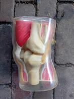 Indocid Gewrichten Anatomisch Model, Ophalen of Verzenden