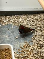 1-0 Emblema picta, Dieren en Toebehoren, Mannelijk, Tropenvogel