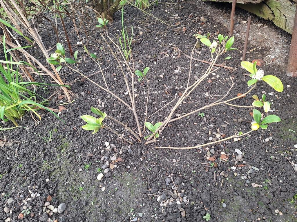 Skimmia wit, Tuin en Terras, Volle zon, Vaste plant, Lente, Ophalen