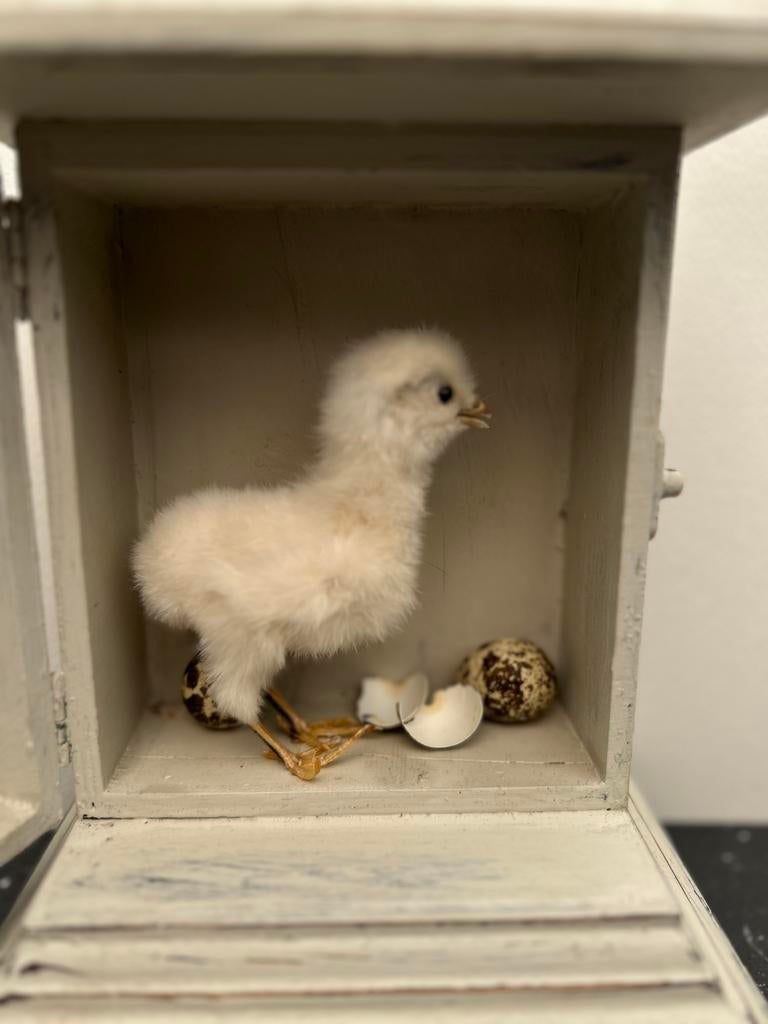 Schattig echt opgezet kipje in mooie klokkast, Ophalen of Verzenden, Nieuw, Opgezet dier