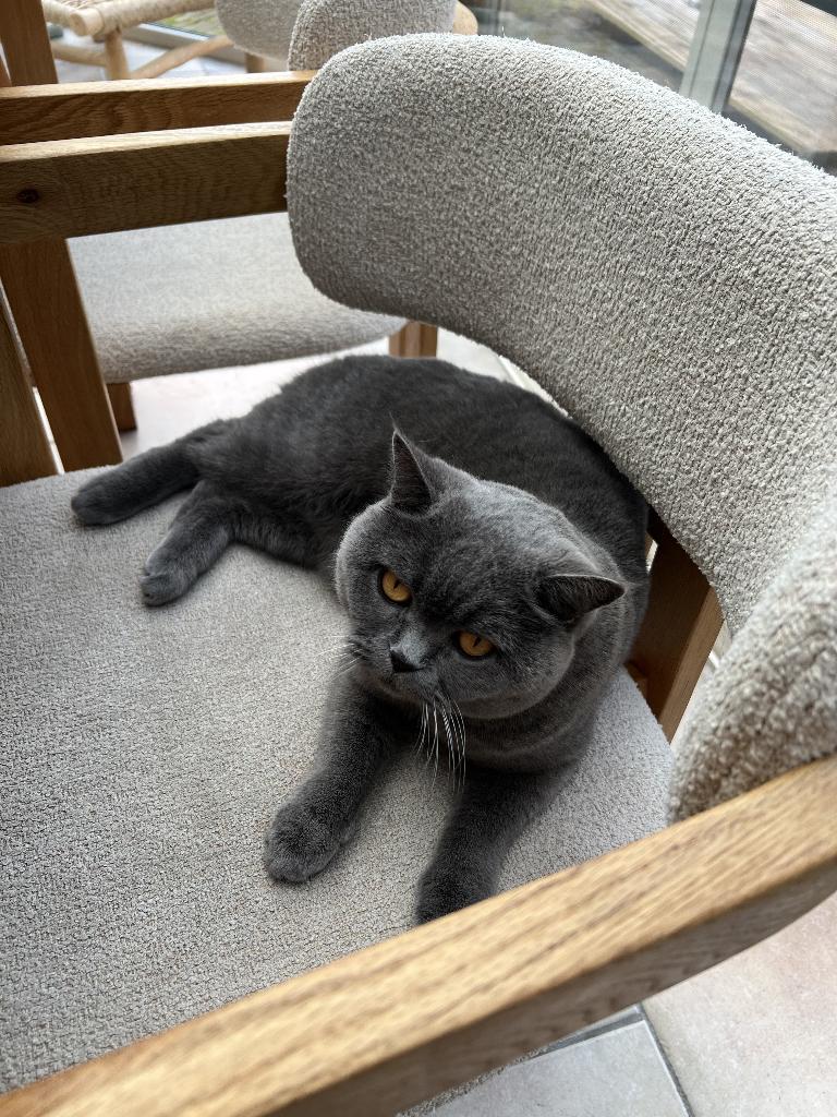 British Shorthair, Dieren en Toebehoren, Katten en Kittens | Raskatten | Korthaar, Poes, 3 tot 5 jaar