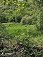 365  Paardenpension, opfok & Rusthuis in Frankrijk, Weidegang