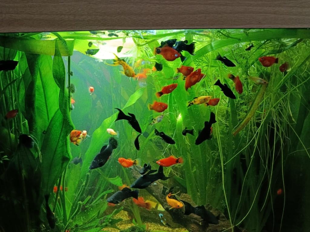 Aquarium vissen platy/black molly/cruising play-black molly, Ophalen, Nieuw, Overige typen