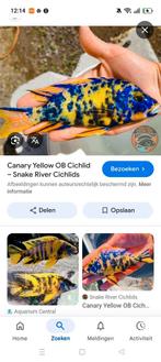 Yellow berry ob malawi cichliden, Vis